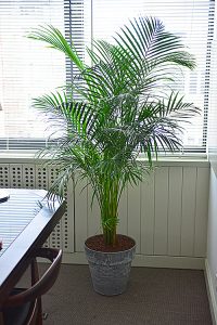 Areka
