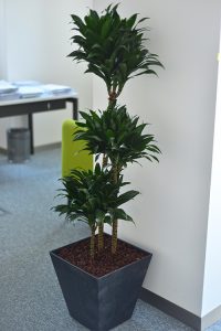 Compacta