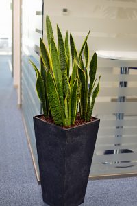 Sansaveria
