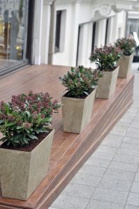 Skimmia
