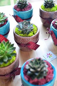 El yapımı vazoda echeveria