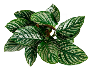 lunluncicek Calathea Ornata
